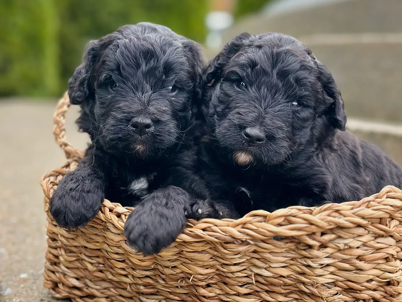 Billede 1 - BERNEDOODLE HVALPE 