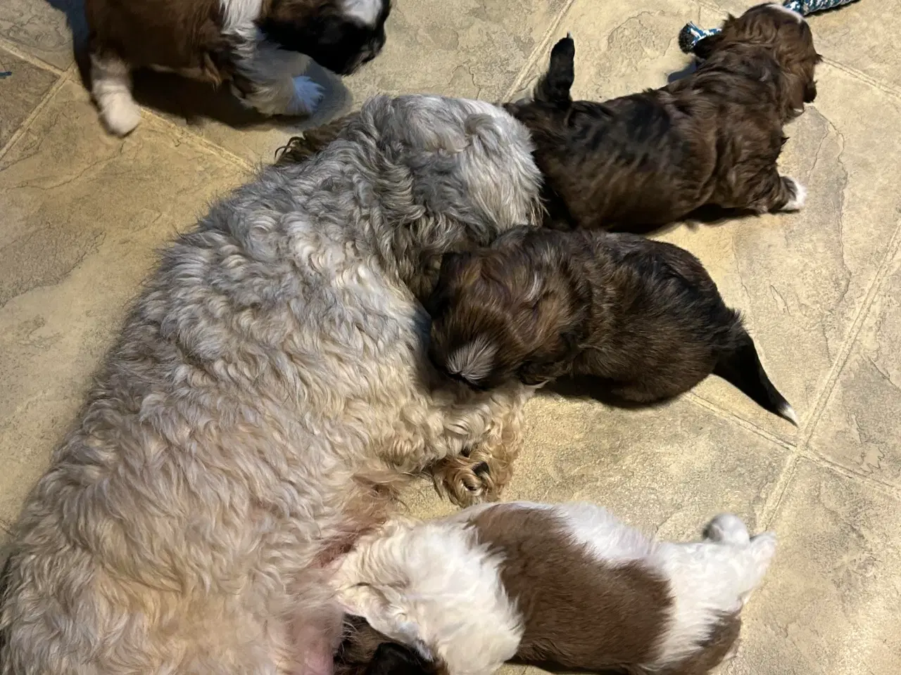 Billede 2 - Shih Tzu/Bicon Havanais hvalpe