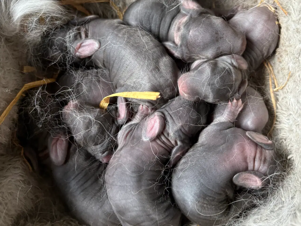 Billede 4 - FRANSK VÆDDER HAN CHINCHILLA