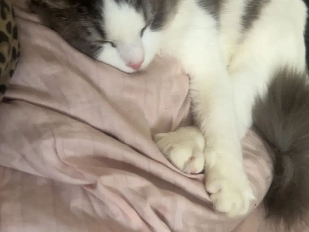 Billede 1 - Flotte main coon blandnings killinger