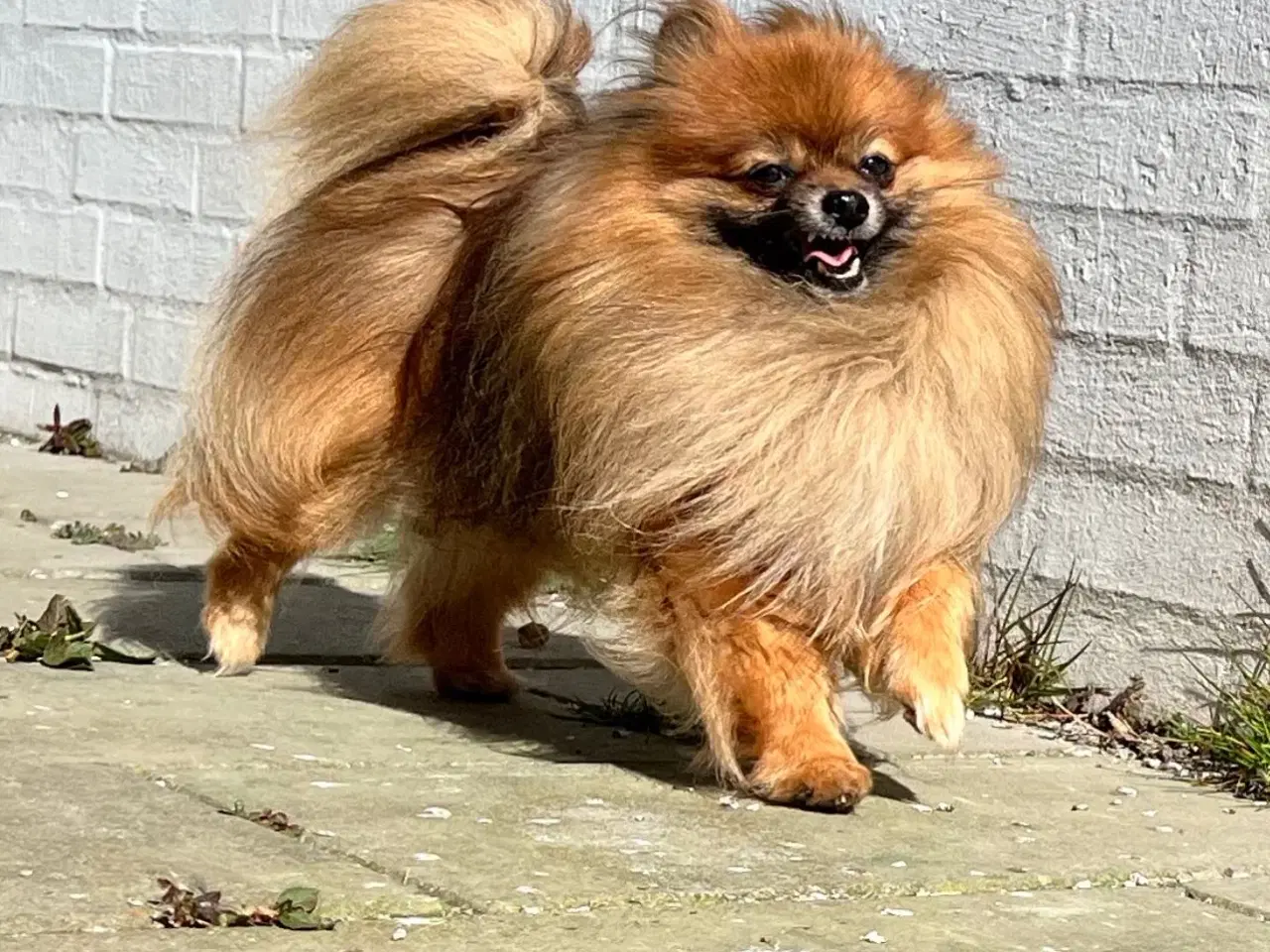 Billede 5 - Mini Pomeranian