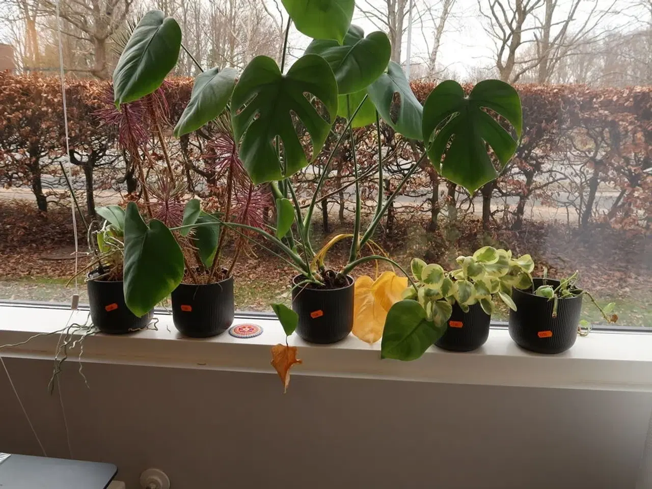 Billede 1 - Div. Planter i krukker