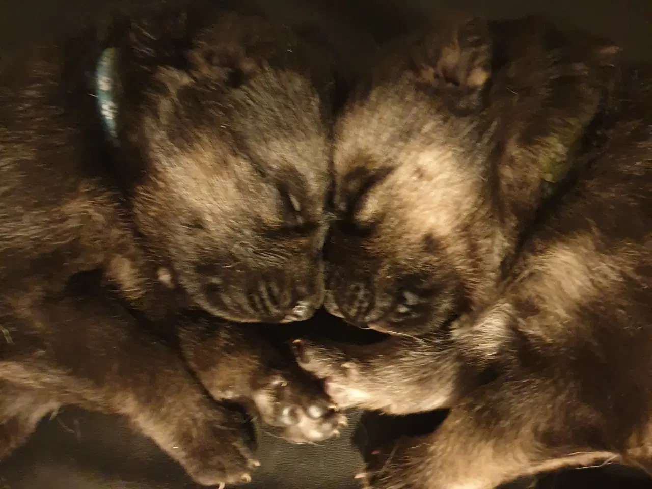 Billede 2 - Schæfer hvalpe/ 1/4 husky