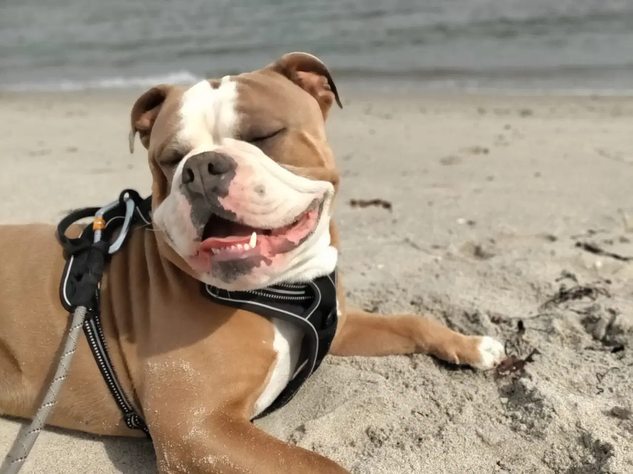 Billede 1 - Verdens bedste Watson 