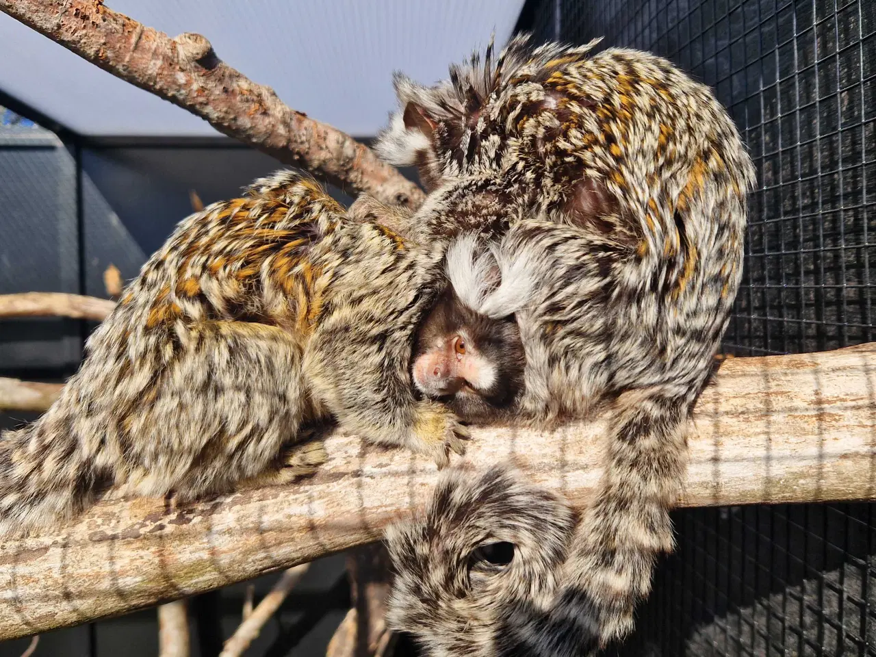 Billede 2 - Hvidøret Silkeaber 