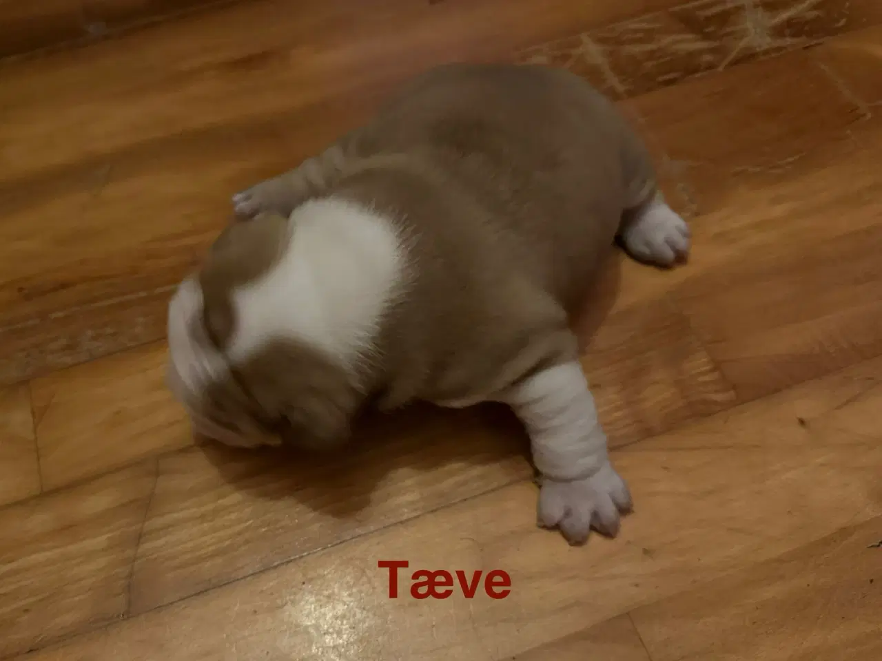 Billede 4 - Hunde