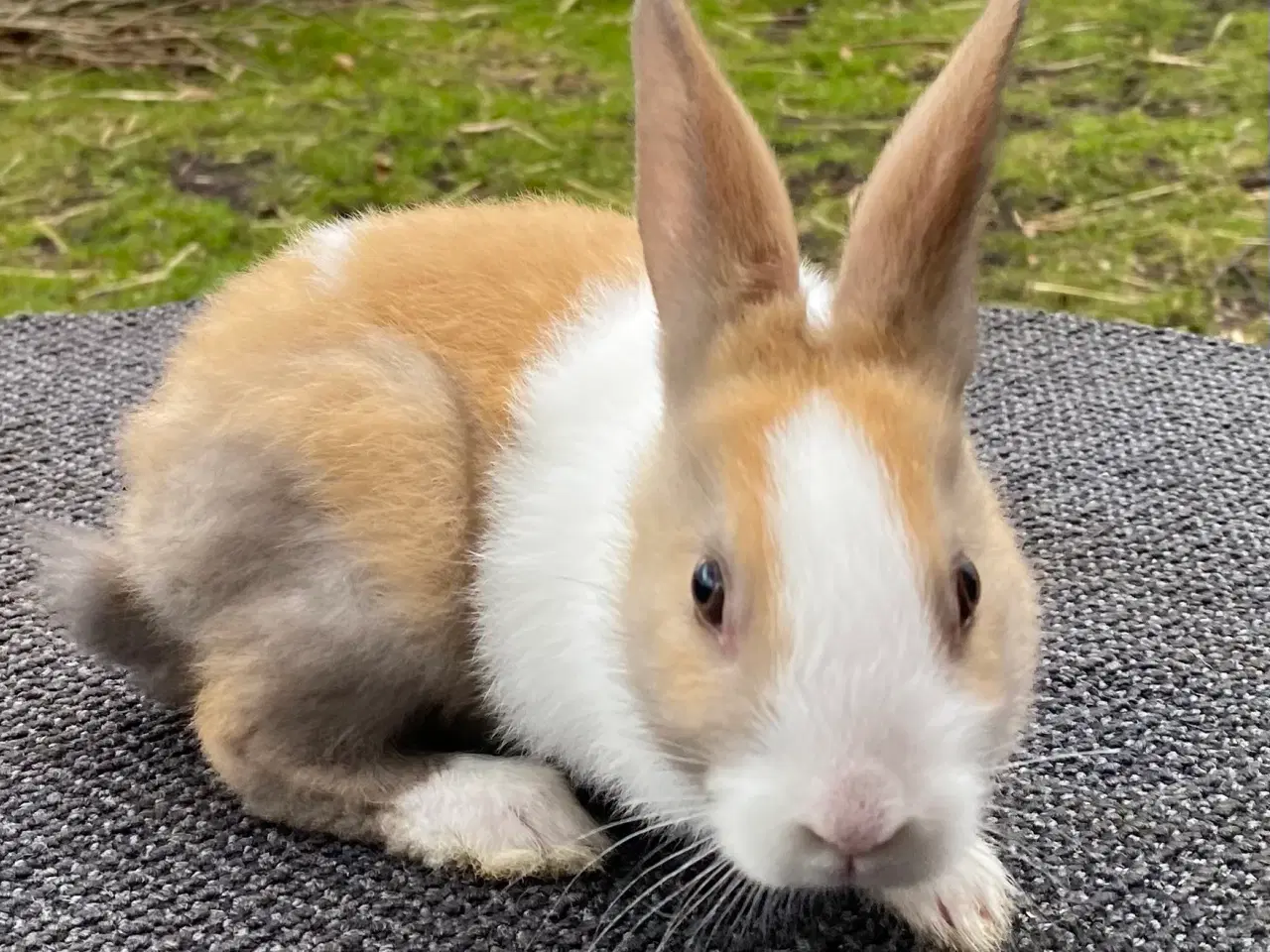 Billede 8 - HOLLÆNDER HAN MADAGASCAR