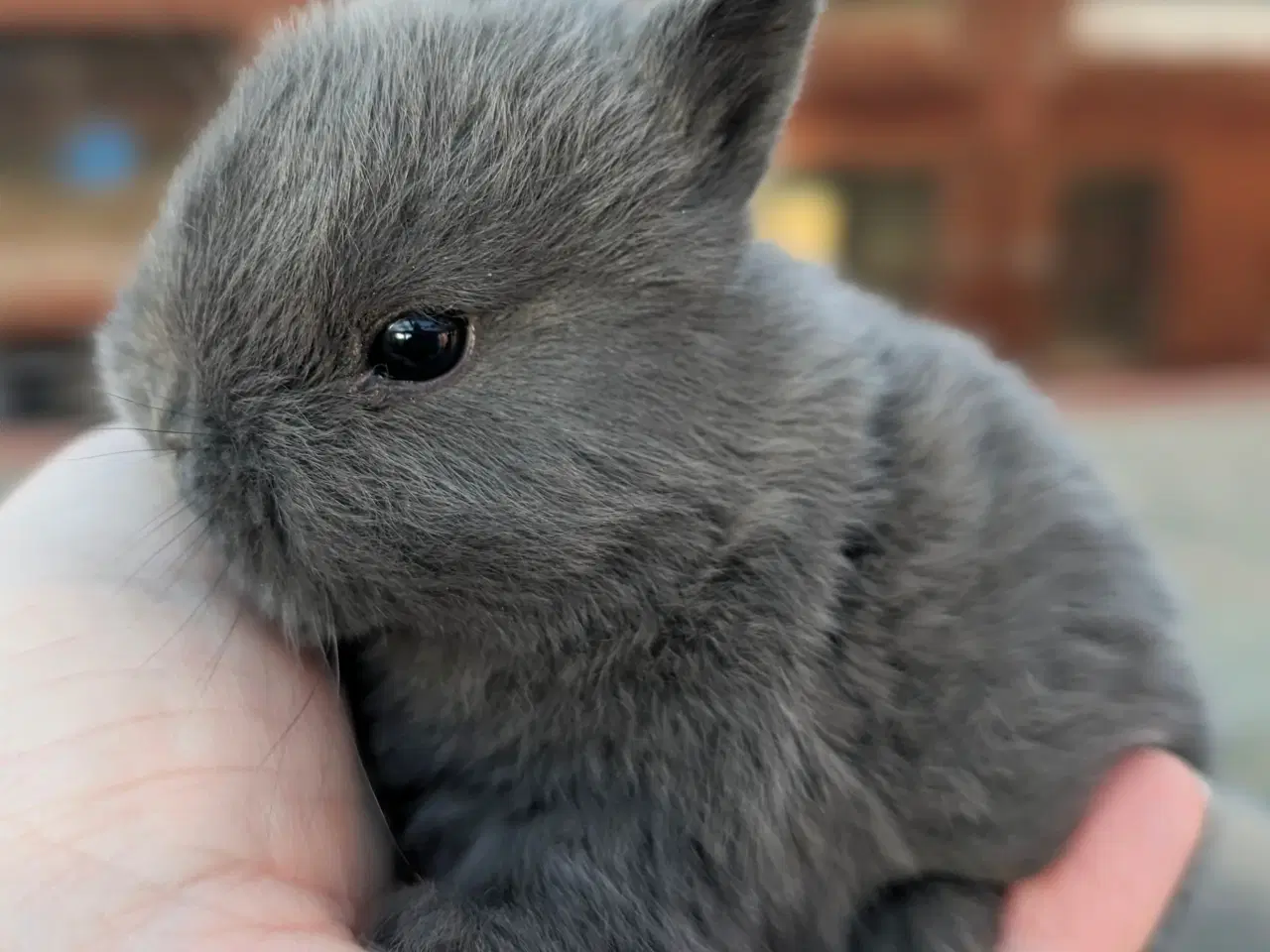 Billede 9 - Hermelin kaninunge sælges