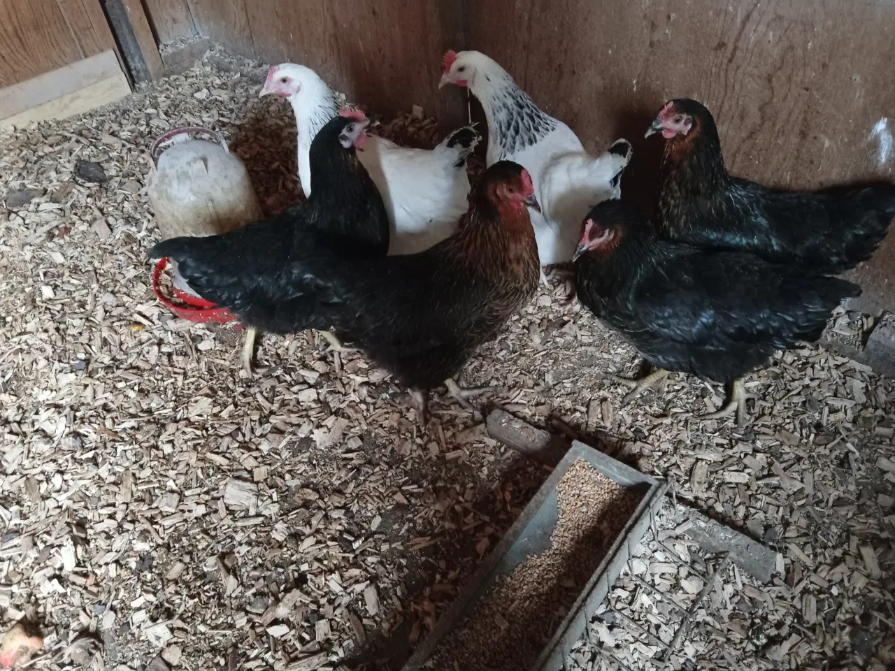 Billede 2 - Høns
