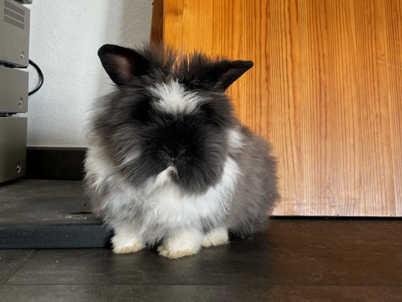 Billede 1 - Lion-lop Han Kanin