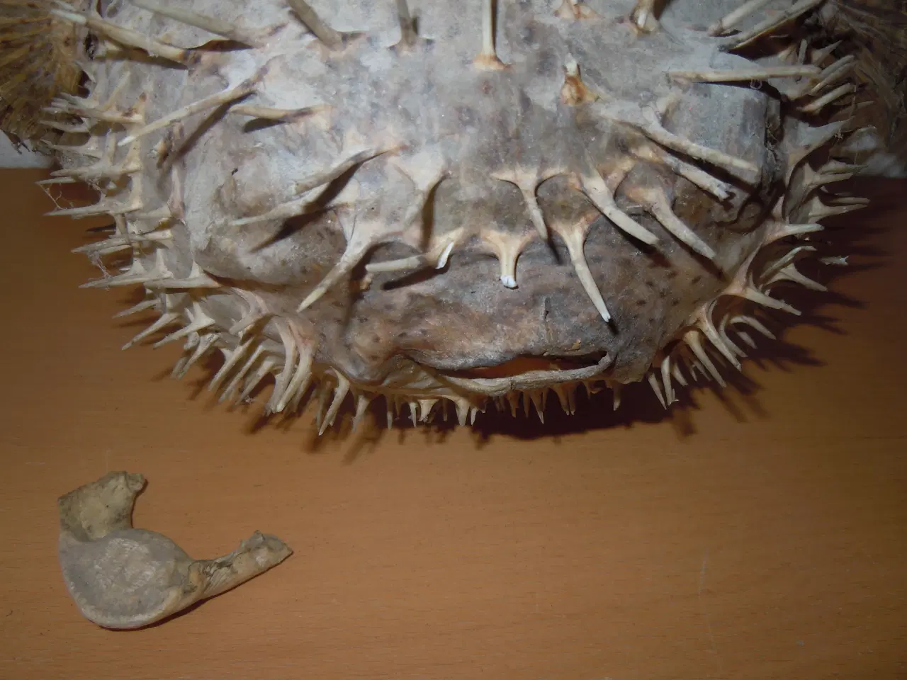 Billede 3 - PINDSVINEFISK/KUGLEFISK TIL OPHÆNGNING (UDTØRRET)