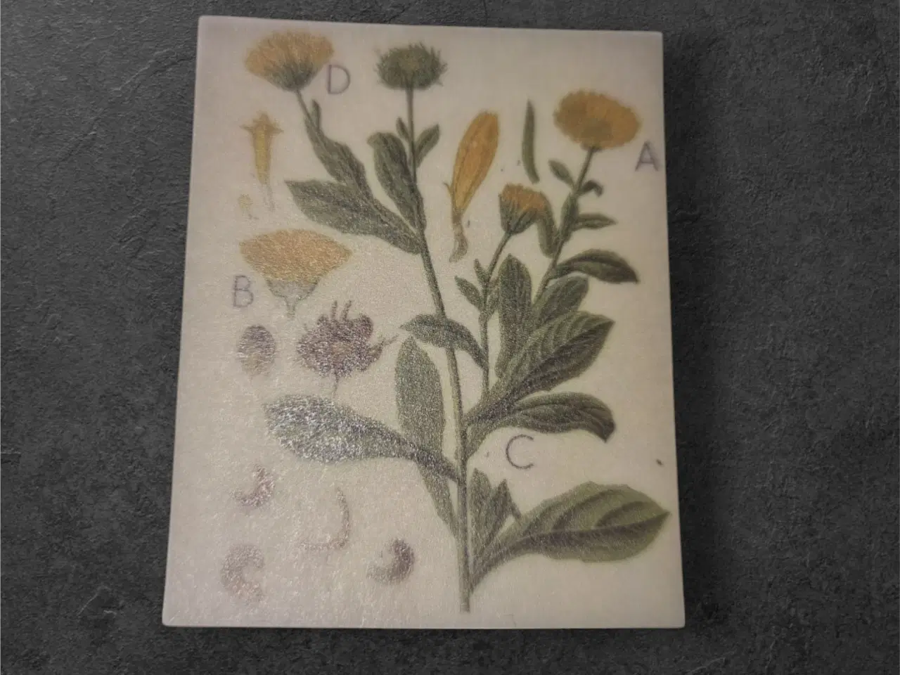 Billede 1 - Udforsk Botanik med Vores Unikke Papirark