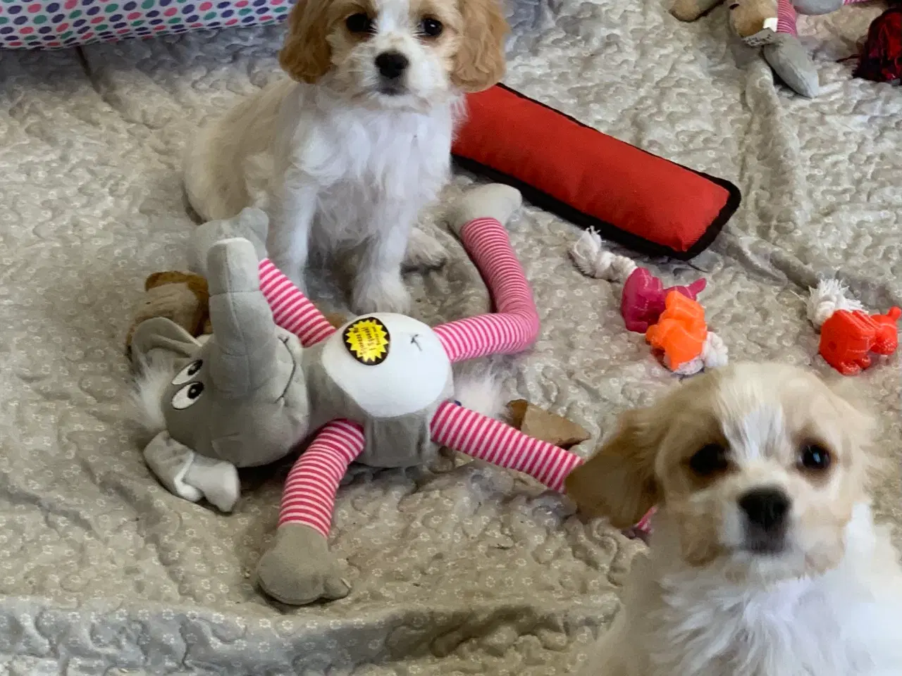 Billede 15 - Bichon / cavalier babyer 