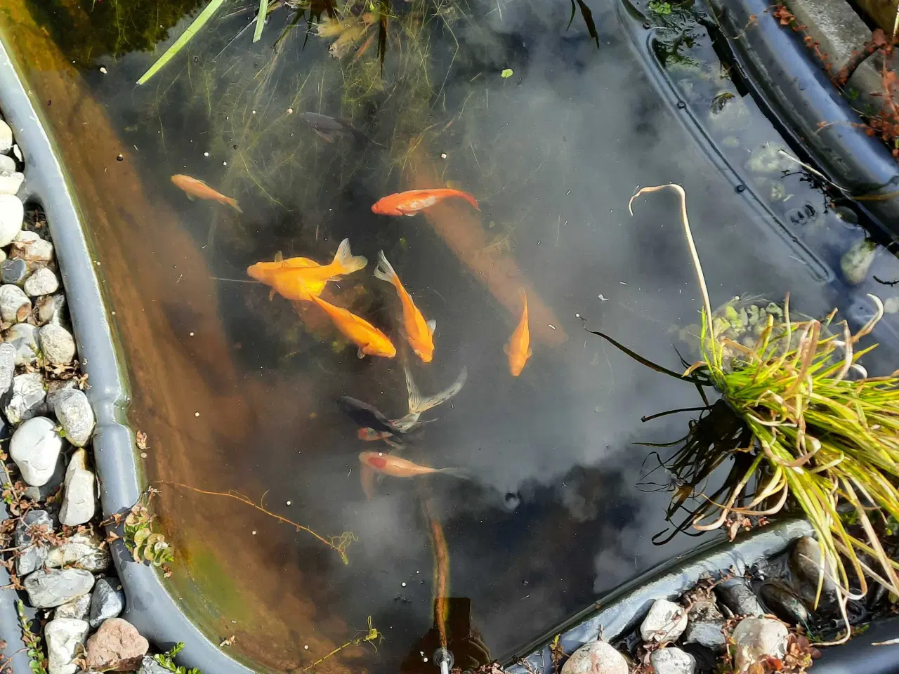 Billede 5 - Havedam incl. 11 fisk