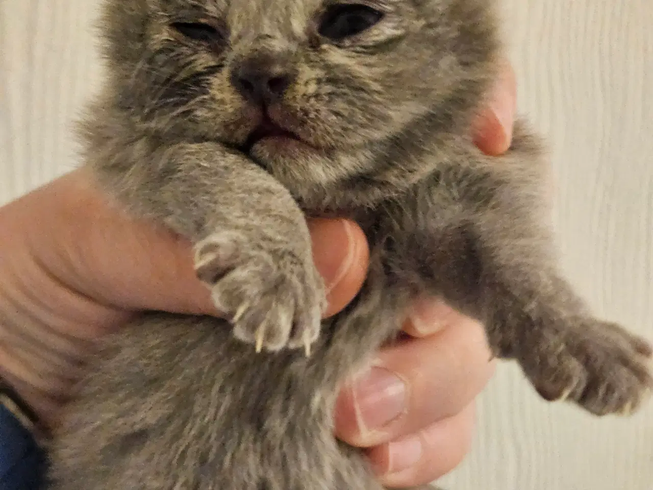 Billede 13 - British shorthair killinger med stamtavle