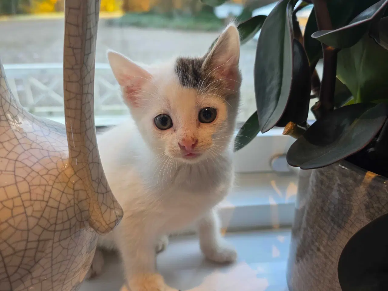 Billede 4 - Kattekilling klar til nyt hjem