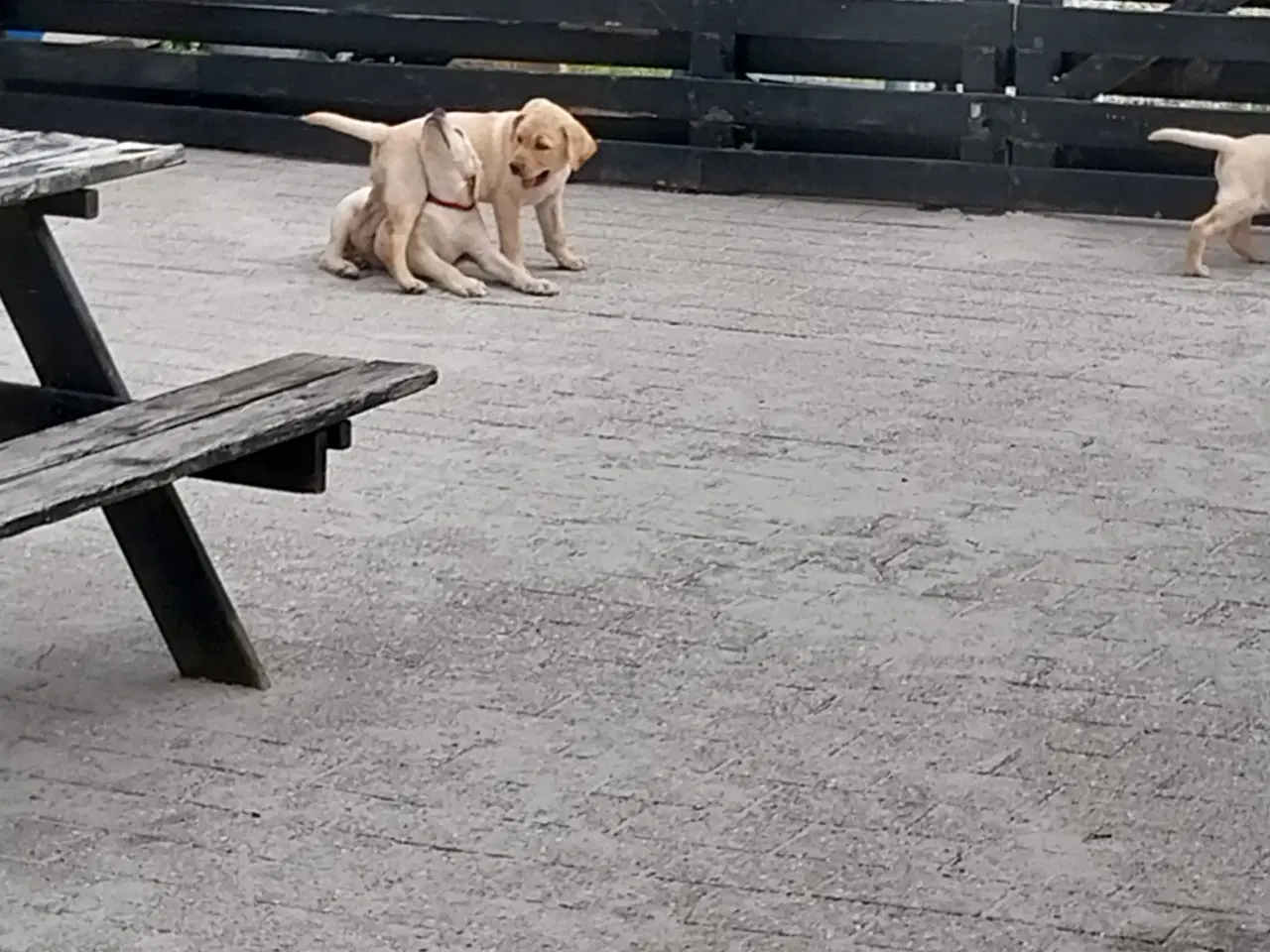 Billede 5 - Gule Labrador Hvalp.