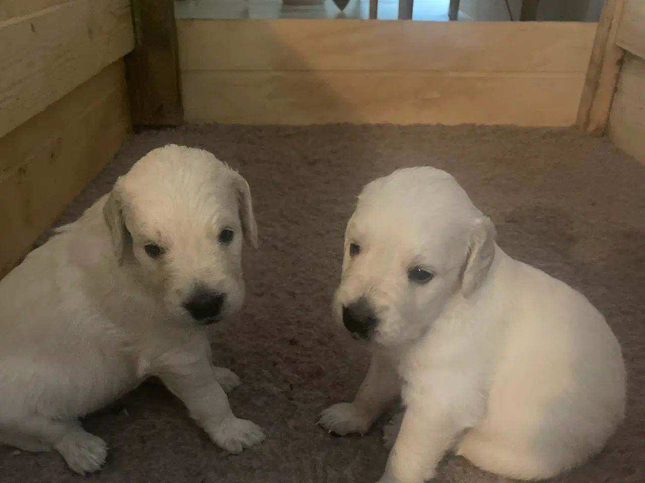 Billede 3 - Golden Retriever hvalpe