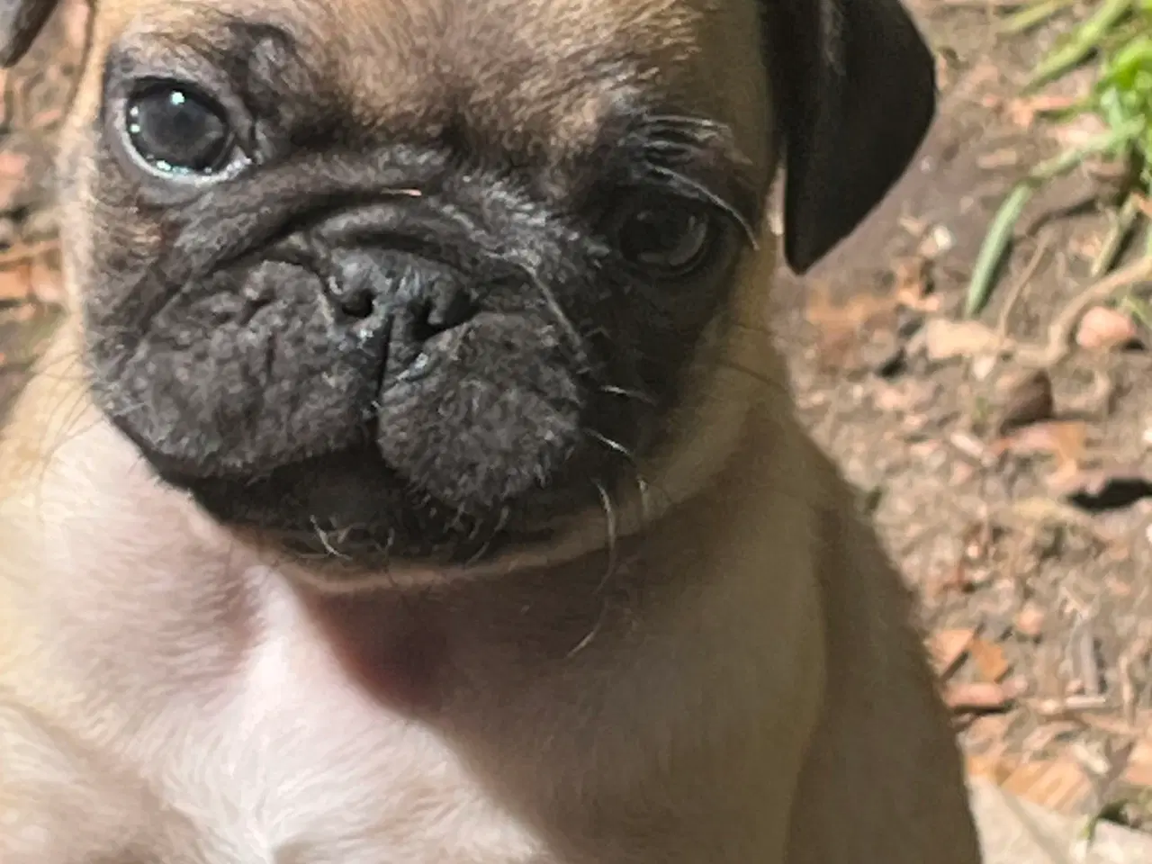 Billede 3 - Mops hvalpe 