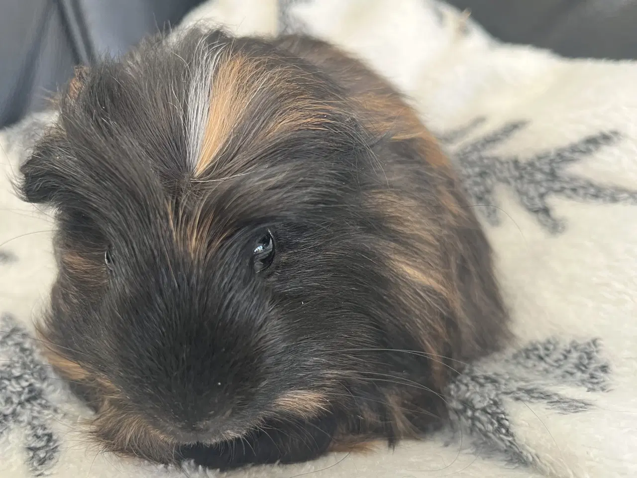 Billede 1 - Marsvin, han