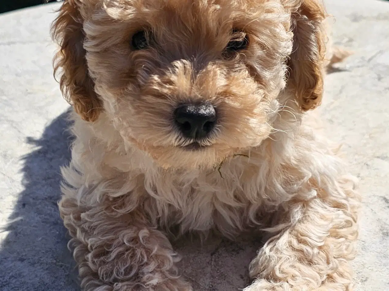 Billede 4 - Dværgpuddel hvalpe - hanner