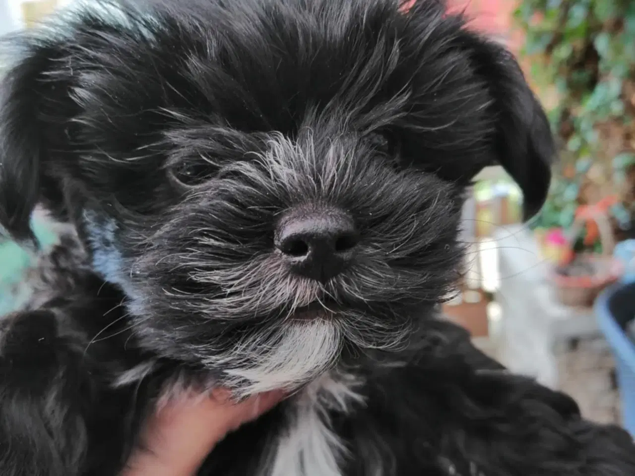 Billede 9 - Biewer Yorkshire Terrier Hvalpe