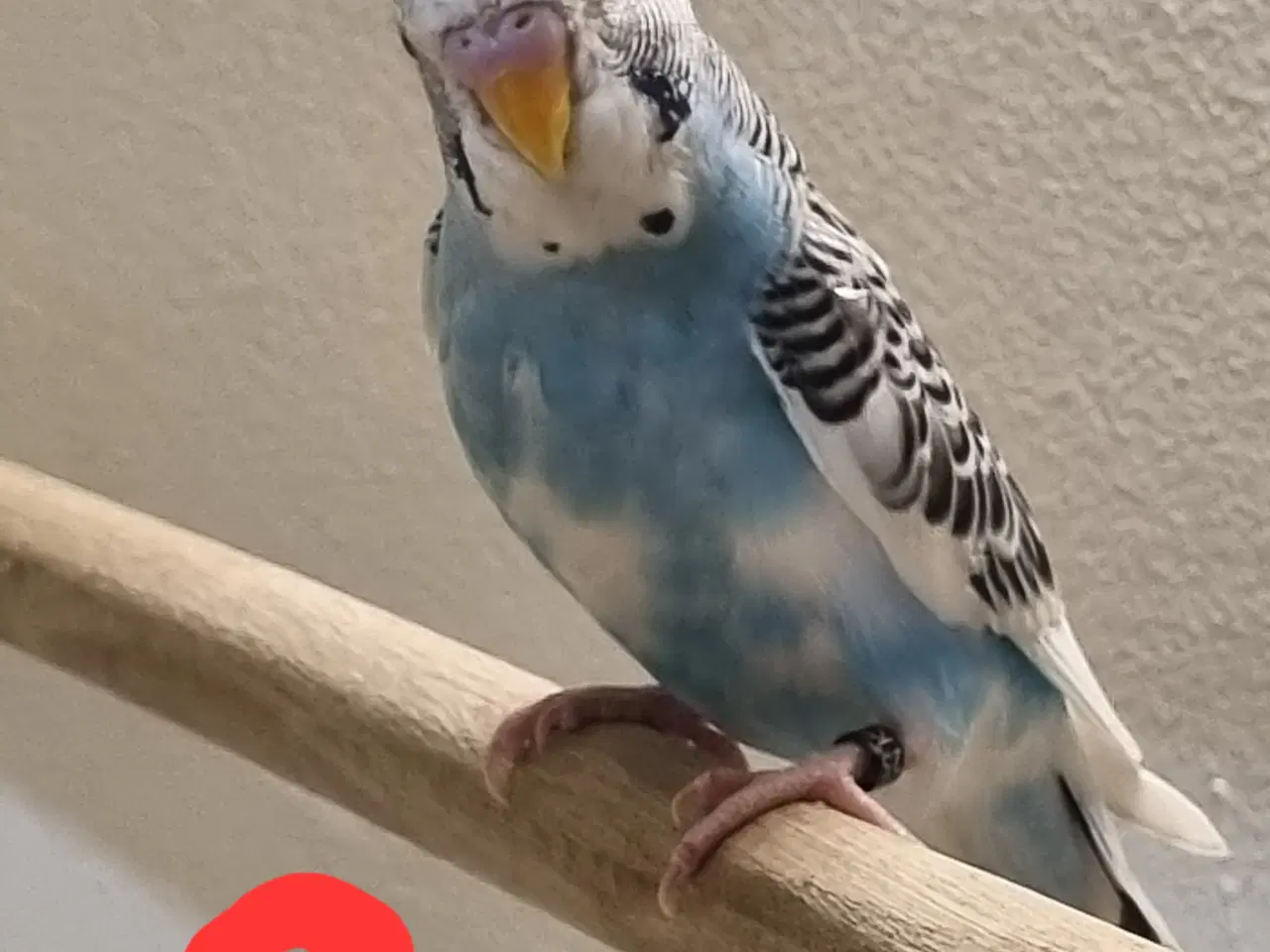 Billede 5 - Undulat unger