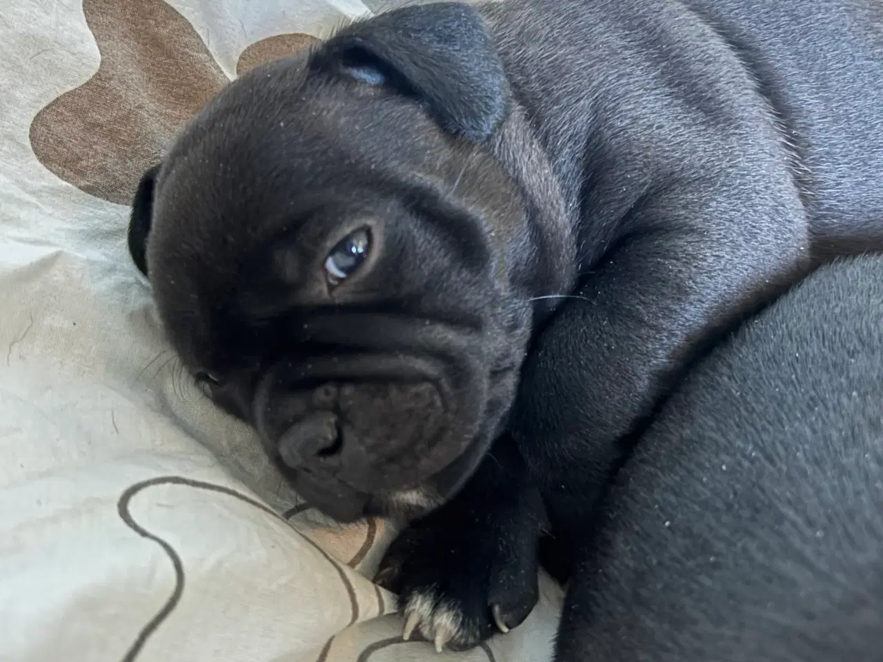 Billede 4 - Staffordshire Bull Terrier hvalpe
