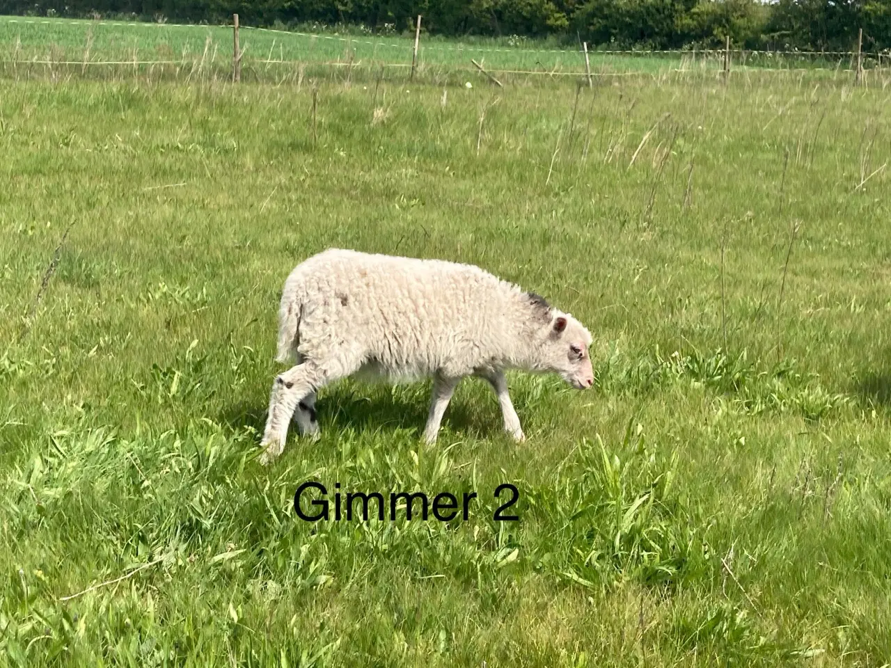 Billede 2 - Lam
