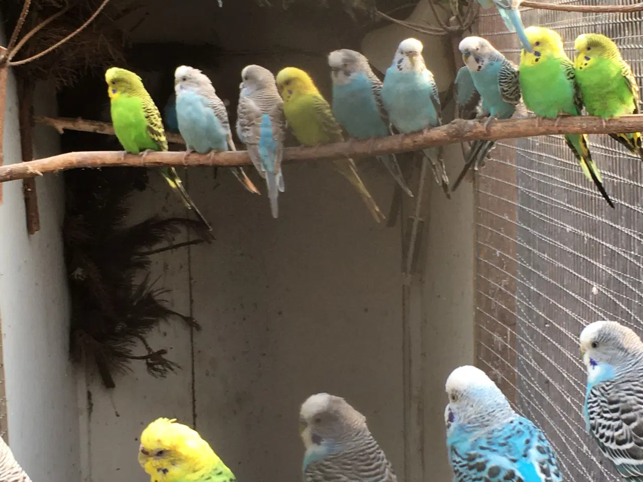 Billede 1 - Billige undulater sælges