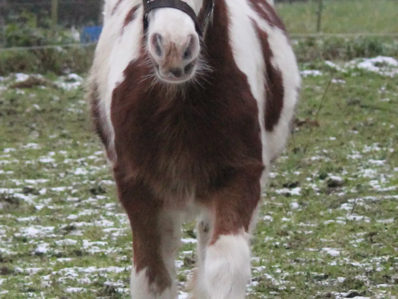 Billede 3 - Tinker /Irish cob hoppe føl