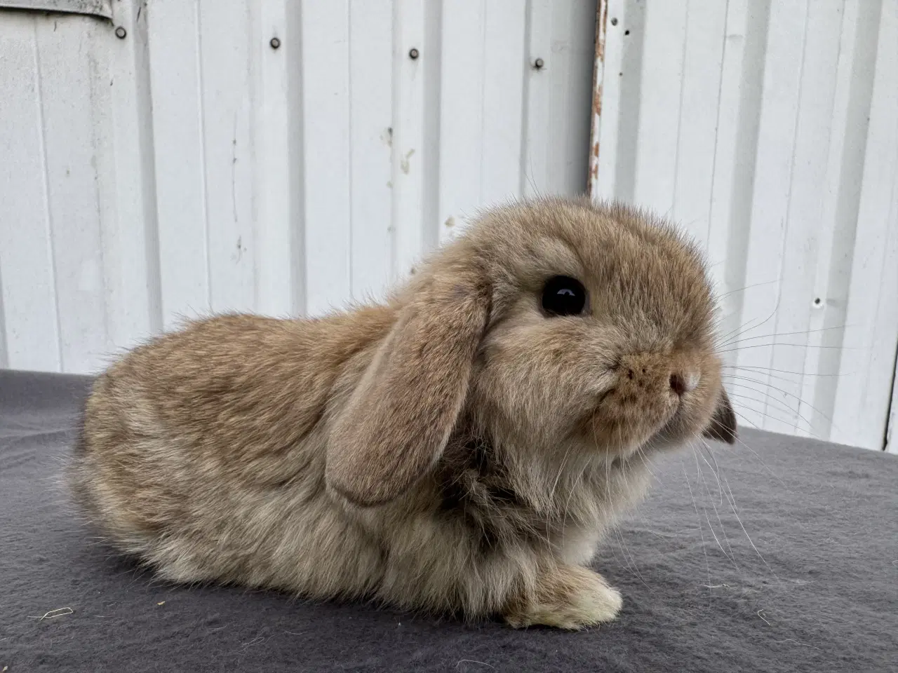 Billede 1 - Mini lop hankanin