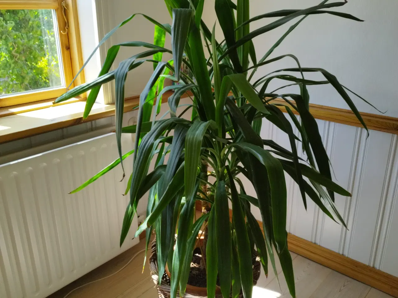 Billede 1 - Grøn plante Elefantfod Yucca  160 cm