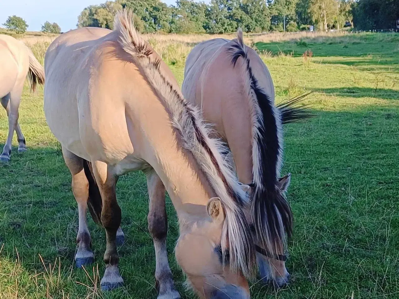 Billede 9 - Fjordheste sælges 