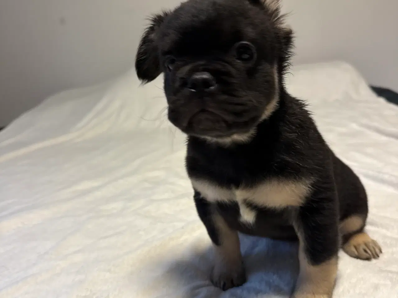 Billede 3 - Fluffy Fransk bulldog valpar leveranklara