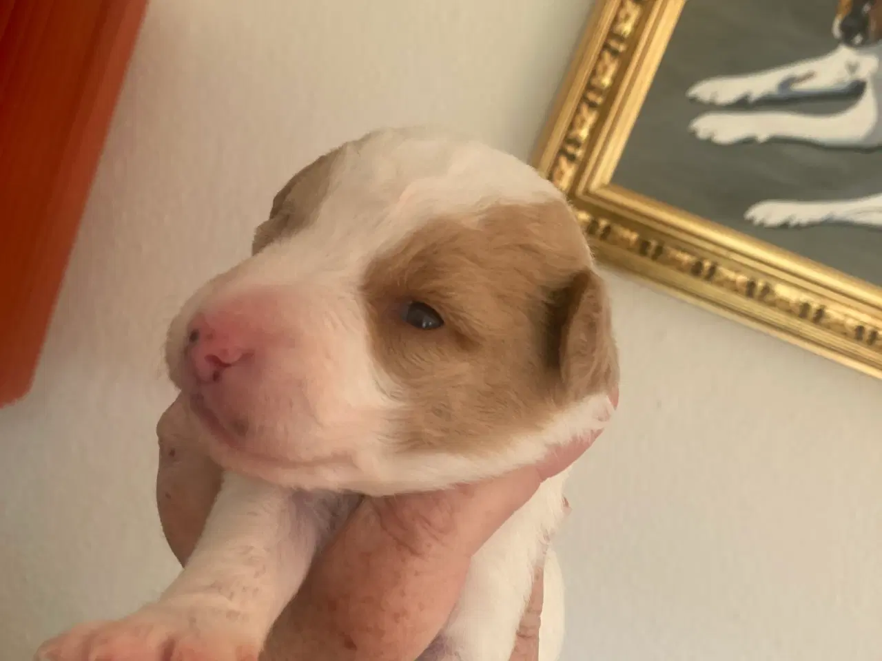 Billede 8 - Dansk/svensk gårdhunde hvalpe
