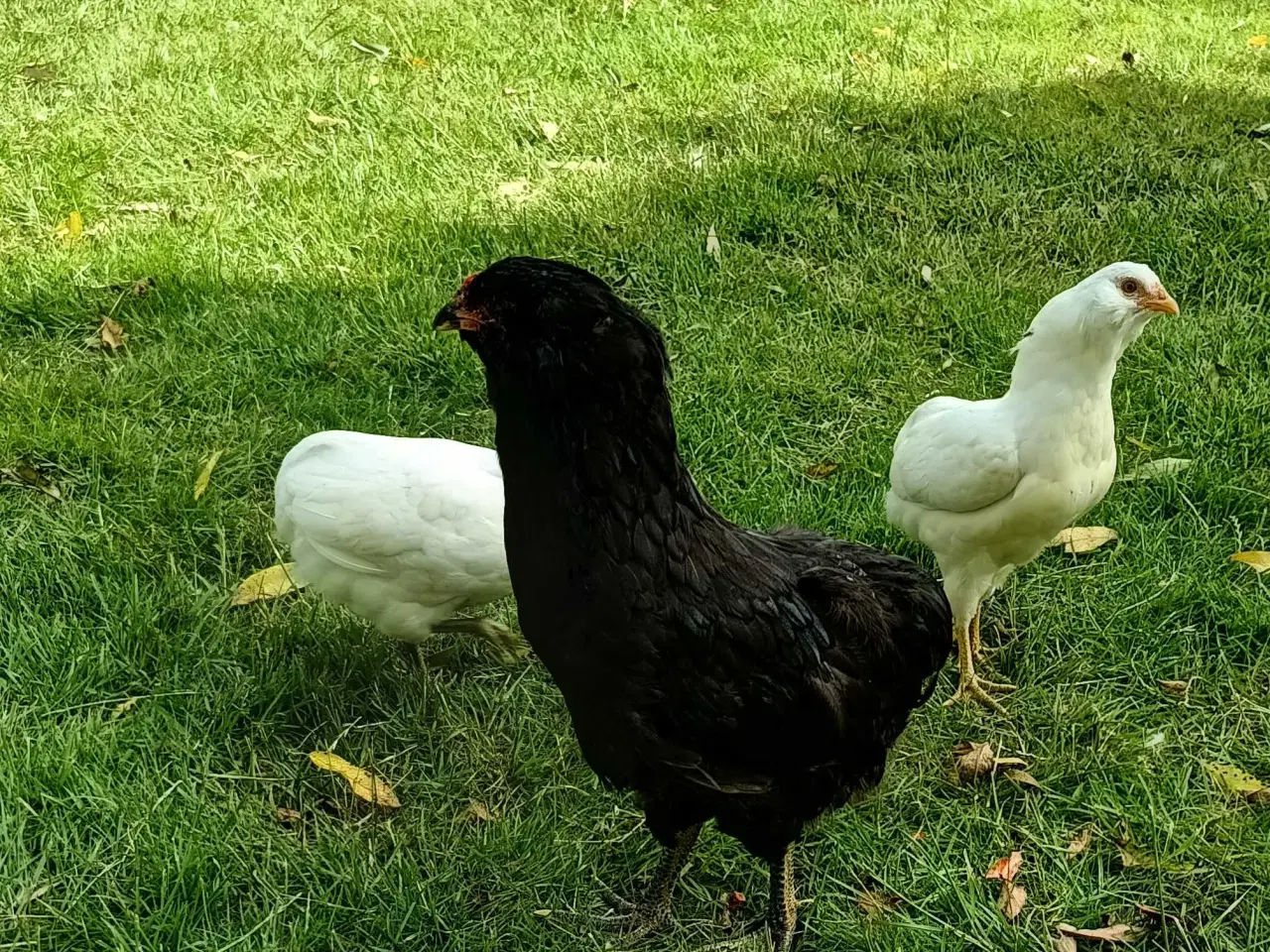 Billede 3 - Araucana hane