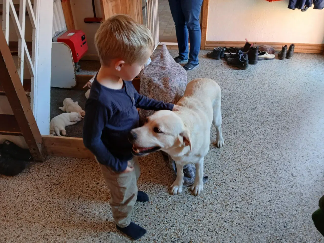 Billede 9 - Gule Labrador hvalpe