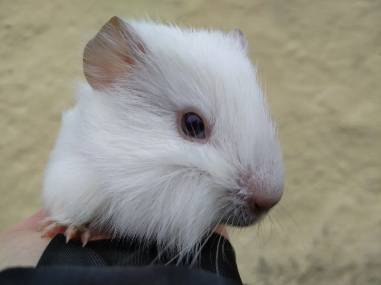 Billede 2 - 2 søstre