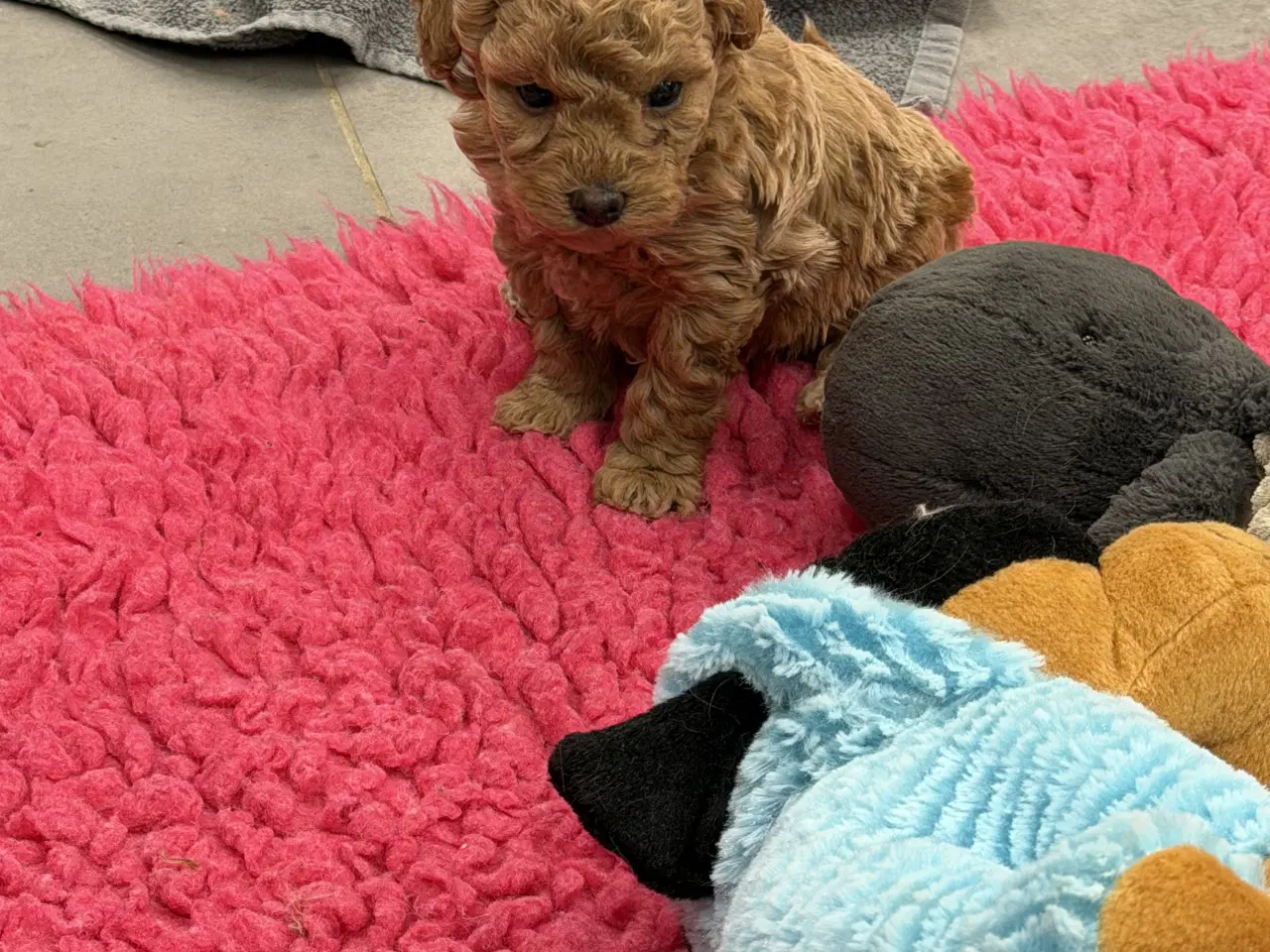 Billede 9 - 🐶✨ 1 skønne Havapoo piger søger deres for-altid-h