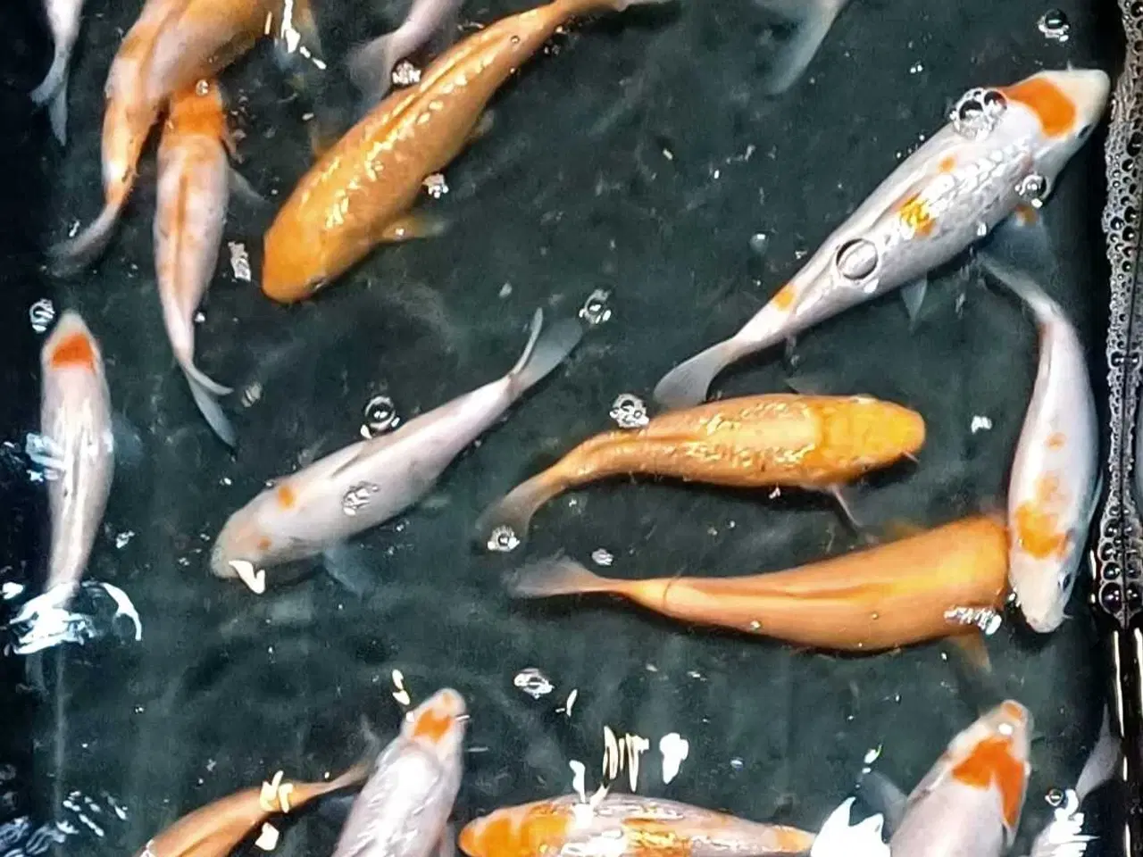 Billede 2 - Koi 15-18 cm