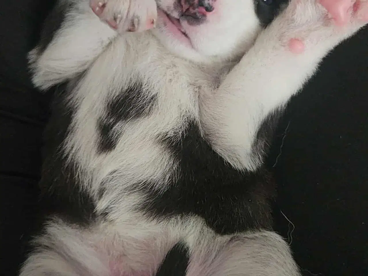 Billede 9 - Siberian Husky hvalper