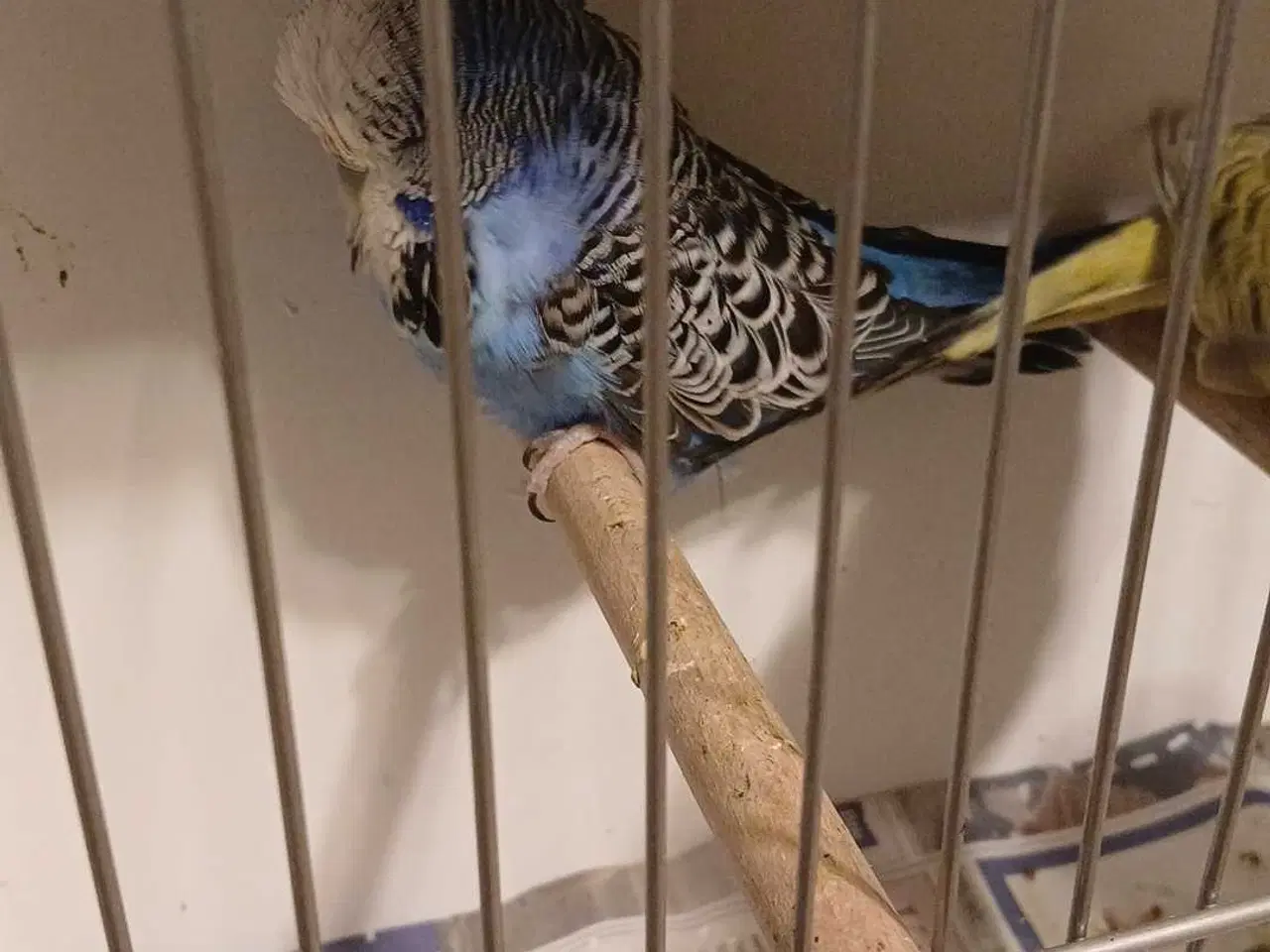 Billede 6 - 1 par Engelske undulater 