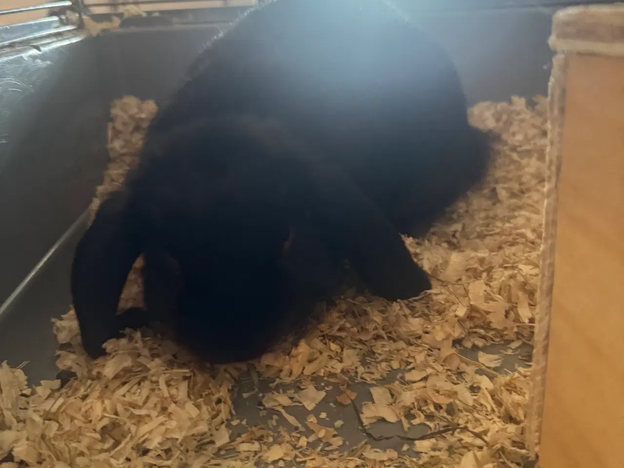 Billede 2 - Mini lop sort 9 mdr 