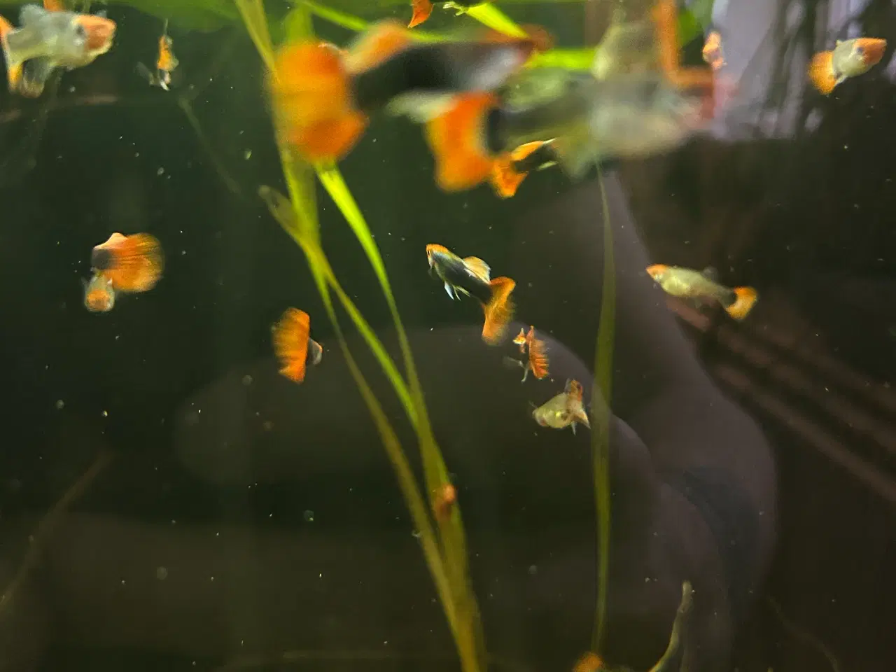 Billede 6 - ❤️🐟 Rednose Dumbo Guppy – Smuk Kontrast (unger)