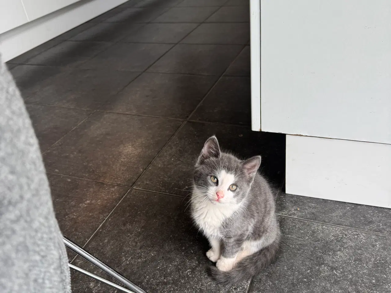 Billede 2 - To dejlige han killinger 