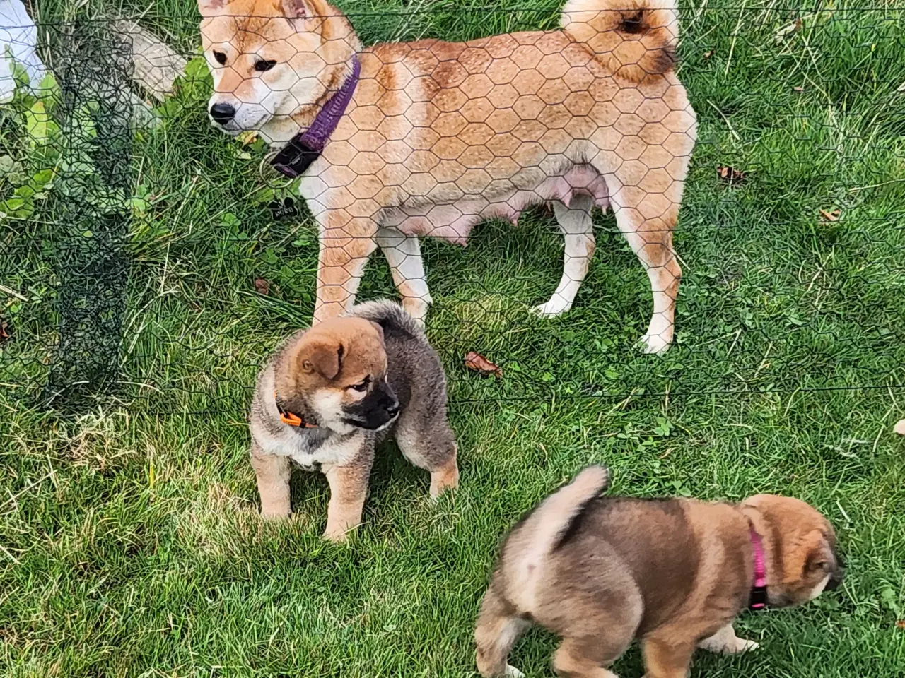 Billede 1 - Shiba inu hvalpe