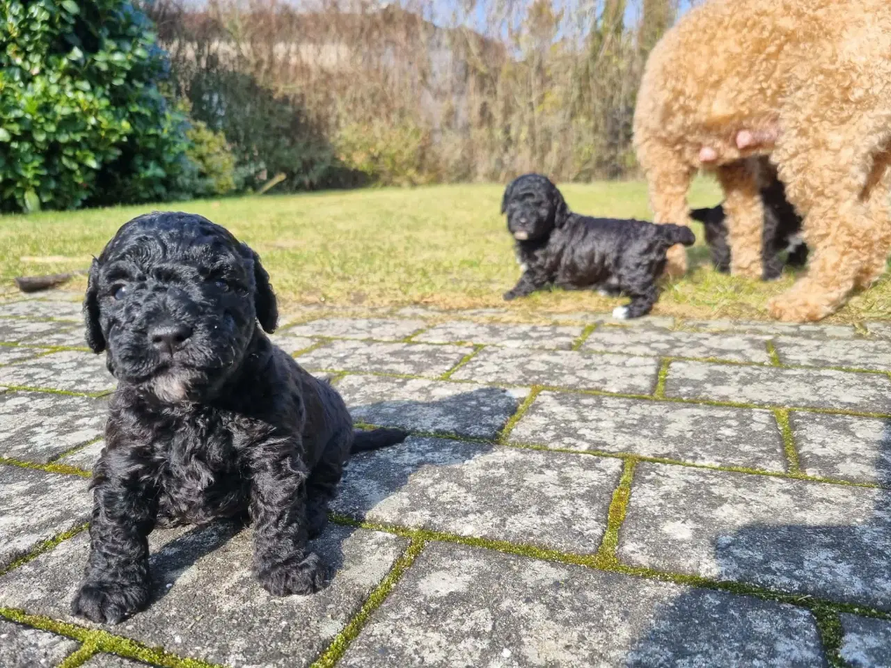 Billede 4 - Dejlige havapoo søger kærligt hjem