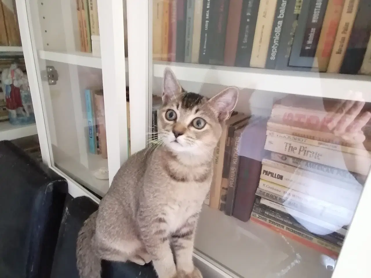 Billede 5 - Killinger Russian Blue/British shorthair
