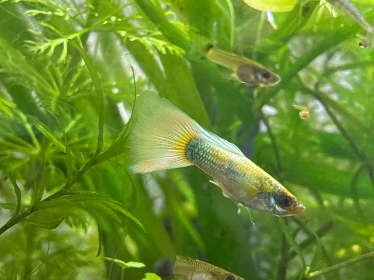 Billede 2 - đ Farverige Guppyer til Salg â Klar til Nyt Akvar